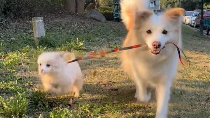 Keterampilan merawat domba Chen Bella masih perlu ditingkatkan.