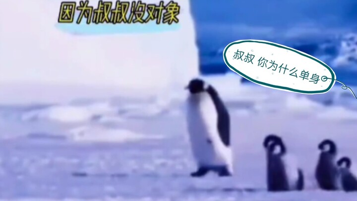 Paman Penguin : “Dilarang menanyakan pertanyaan yang sama berulang kali”