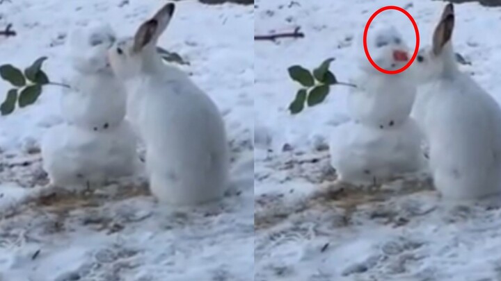 A hungry white rabbit passed by a snowman and chomped off a big chunk of its nose: it smelled like c