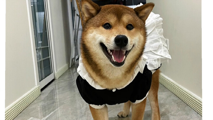 Putra besar ibu (anjing pelayan kerajaan)