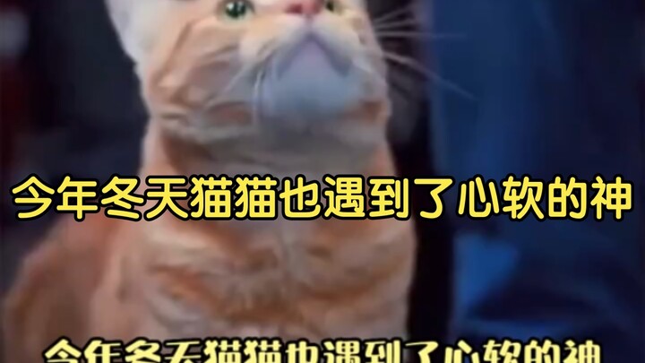 This winter, even the cats met a soft-hearted deity* #Cats #StrayCats