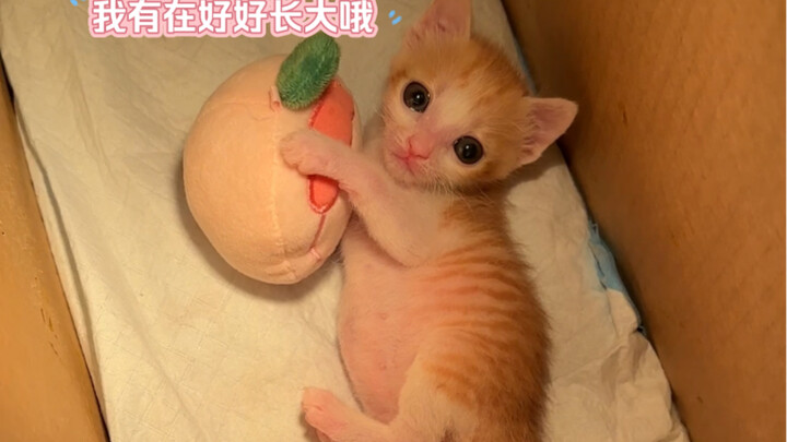 小鼻噶有在好好长大喔