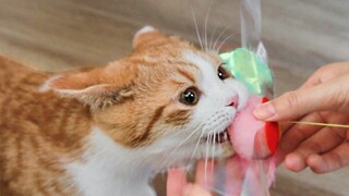 5 tips to teach you how to conquer a beautiful cat! The most basic guide to raising a cat!