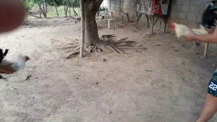 4cock nixt ung isang spar