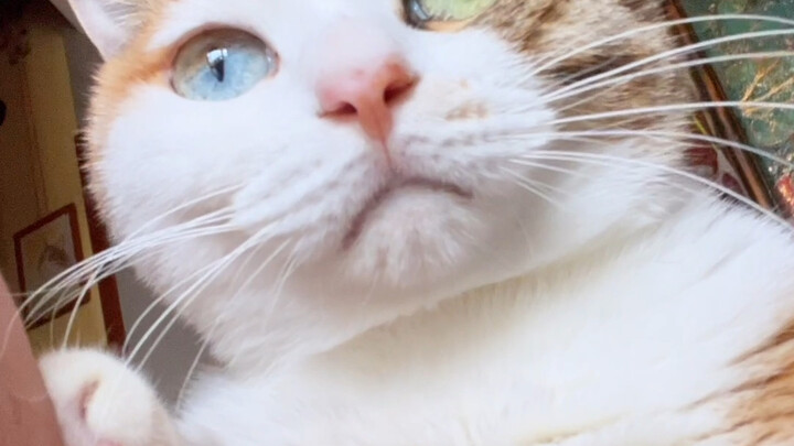 Whose fancy cat’s treating bedbugs like toys? Doesn’t that need some discipline?