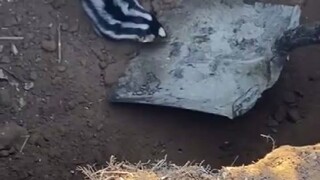 一只反反复复掉坑里的臭鼬...这大概就是命运吧