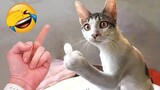 Video Kucing Lucu Banget Bikin Ngakak #78 | Kucing dan Anjing | Kucing Lucu Imut