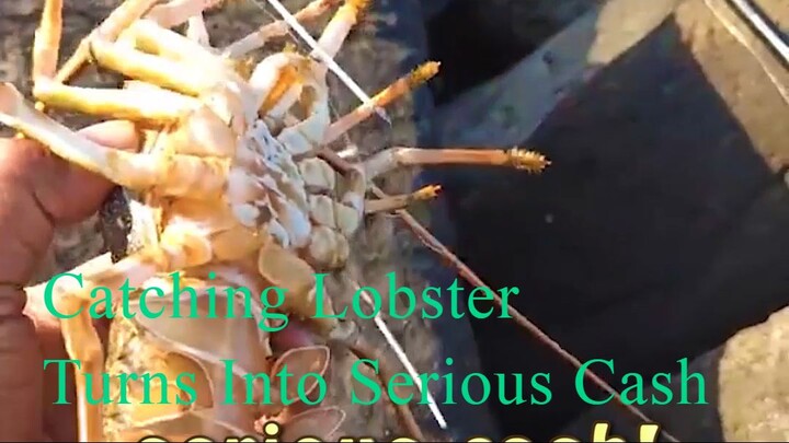 Catching Lobster Turns Into Serious Cash