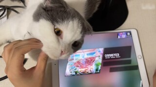 Turis musik tidak boleh memelihara kucing