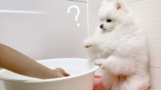 如何让讨厌洗澡的小狗勾乖乖就范呢？