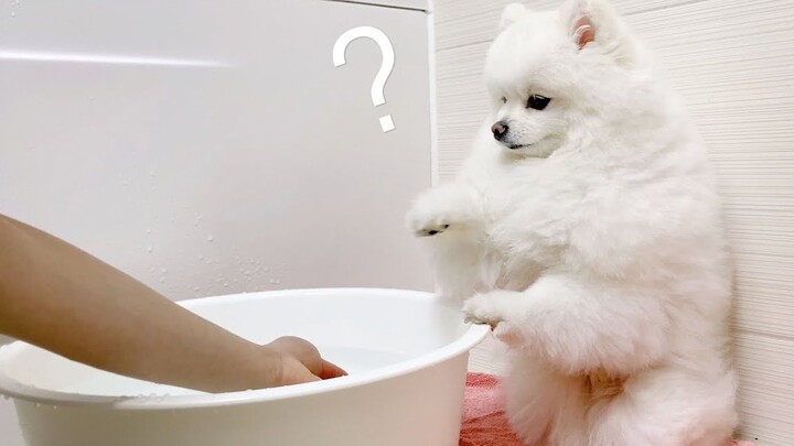 [Động vật]Làm thế nào để khiến một chú chó ghét tắm phải nghe lời?