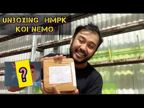 DAPET BARTERAN HMPK KOI 😁