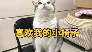 Kucing itu suka menatap mesin cuci, jadi pemiliknya memberi kucing itu kursi kecil agar dia bisa dud