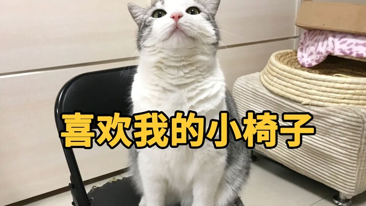 Kucing itu suka menatap mesin cuci, jadi pemiliknya memberi kucing itu kursi kecil agar dia bisa dud