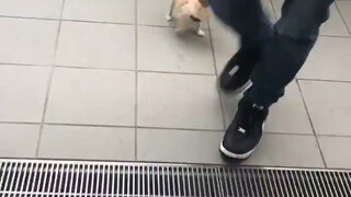 Chihuahua with a stuck foot