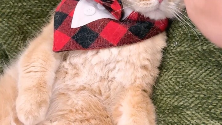 Waaah, does nobody like fish balls anymore?