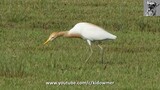 EASTERN CATTLE EGRET in breeding plumage, Singapore