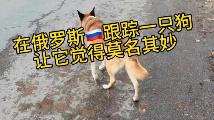 Theo dõi một chú chó ở Nga