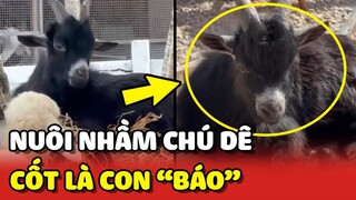 Khi nhà nuôi DÊ nhưng lại có cốt là 1 con BÁO 😂 | Yêu Lu