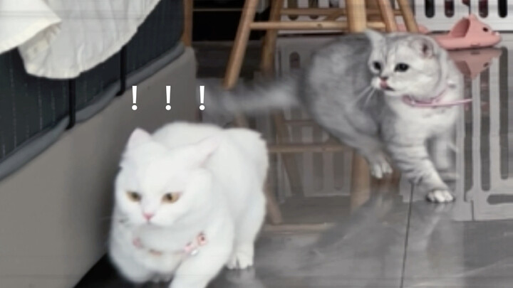 Jangan sampai aku menangkapmu ya~ si~ bodoh~ kecil~