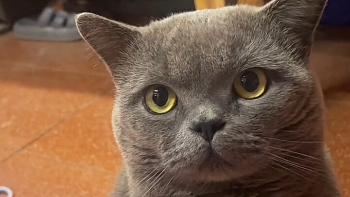 Just being able to sit here and listen to you talk already makes you a PhD among the Cat Hakimis!