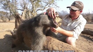 This Hunter x Hunter shows no mercy towards baboons; netizens say, "If only he were at Mount Emei!"