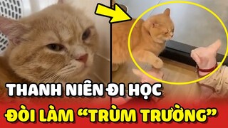 Thanh niên mèo đi học đòi làm TRÙM TRƯỜNG gặp ai cũng đấm 😂 | Yêu Lu