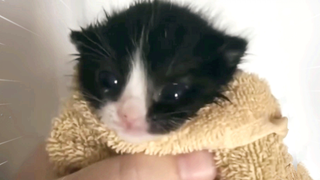 【MEME】Cats Opening Mystery Boxes