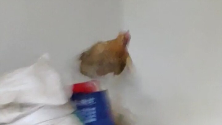 ไก่ทุกตัวล้วนมีนิสัยของตัวเอง