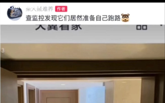 Shiba Inu: If it really won’t work, just open the door—I’m heading back to my hometown.
