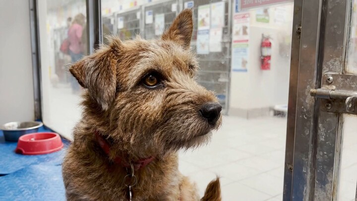 他每天都在等待 🐶 He Waited