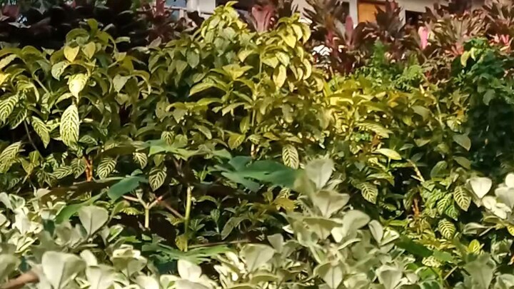 laag ta sa Misamis Oriental (sugbongcogon)