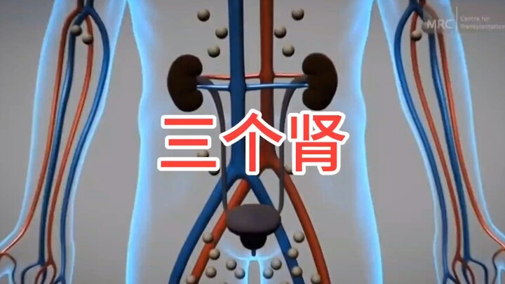 Lịch sử phát triển của ghép thận