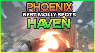 PHOENIX HAVEN MOLLY SPOTS YOU MUST KNOW