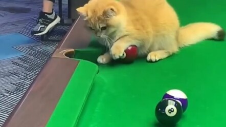 Kucing berubah menjadi penjaga gawang: Sibuk sekali, benar-benar tidak kebagian waktu