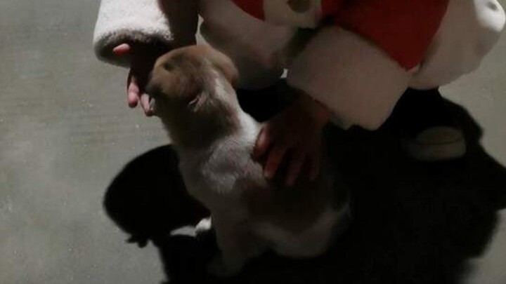 Last winter, we ran into a little puppy. My kid just loved her, which led to this adorable exchange: