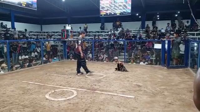 prh x tornado champion