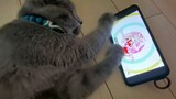 Mèo học cách dừng video khi xem Neko Chudoku - Tegomasu