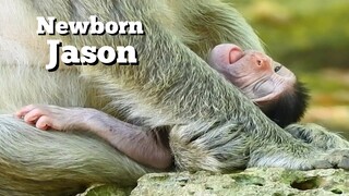 Newborn Baby Jacson New Style Sleeping Monkey,Adorable Cutest Baby Monkey Time Up To Sleep Like This