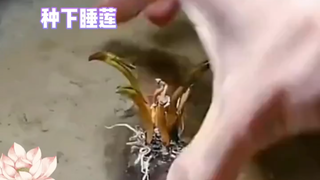 看睡莲盛开，希望带来好运*