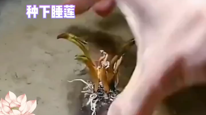 看睡莲盛开，希望带来好运*