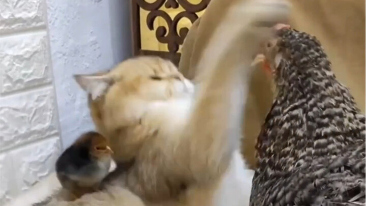 قطة المي لي هي كائن حي جديد اكتُشف في عام 2022، وتشتهر بإيذاء الآخرين فقط.