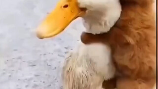 Riding a duck 🦆