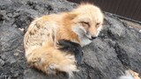 Animal|Russian Uncle Plants Hair For Bold Fox