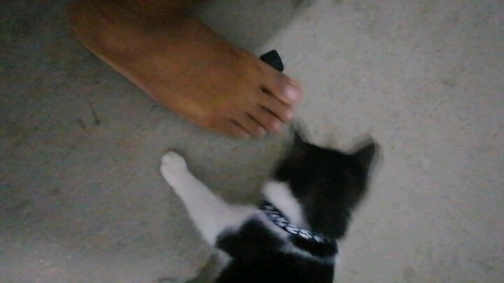 Dalawang pusa na makulit