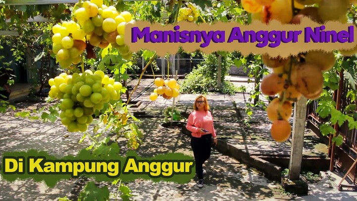 Kampung Anggur Bantul