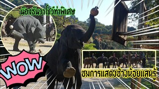 น่าทึ่งมากช้างน้อยแสนรู้ปางช้างแม่แตง