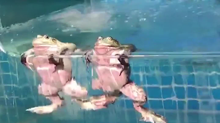 الضفدع: أريد رفع السعر