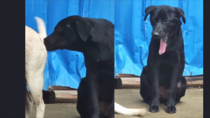 Anjing: “Apa ini bau apa, mual banget!”