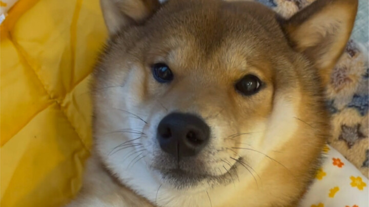 Mom's big boy (why didn't you inherit my king-like aura?)